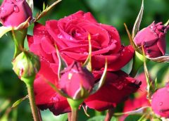 szkółka róż - najlepsze sadzonki róż
